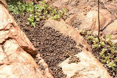 Procavia capensis capensis