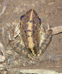 Craugastoridae