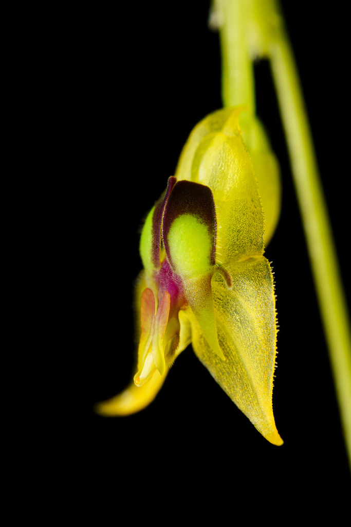 Lepanthes myoxophora