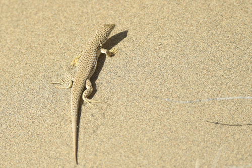 Reticulate Racerunner, Eremias grammica