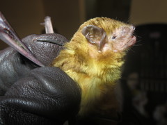 Scotophilus dinganii