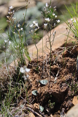 Eriospermum ornithogaloides