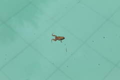 Physalaemus fischeri