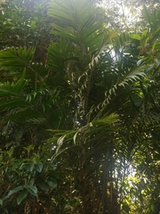 Bactris