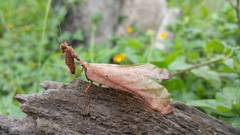 Pseudacanthops