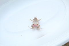 Physalaemus fischeri