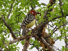 Trachyphonus erythrocephalus