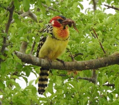 Trachyphonus erythrocephalus