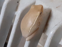 Hyperolius semidiscus