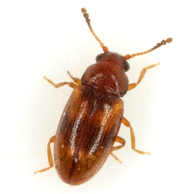 Loberus ornatus
