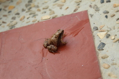 Physalaemus fischeri