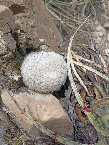 snowball cactus (Mammilloydia candida)