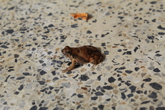 Physalaemus fischeri