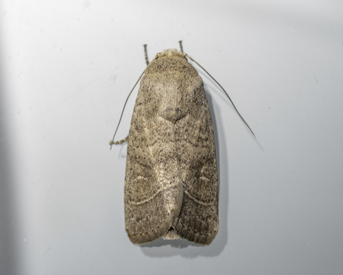 Athetis thoracica
