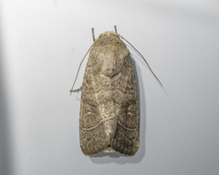 Athetis thoracica
