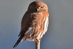 Glaucidium gnoma swarthi