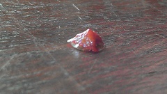 Charidotella rubicunda