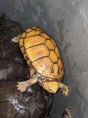 Kinosternon chimalhuaca