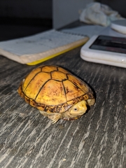 Kinosternon chimalhuaca