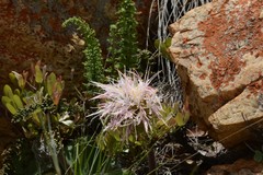Haemanthus humilis hirsutus