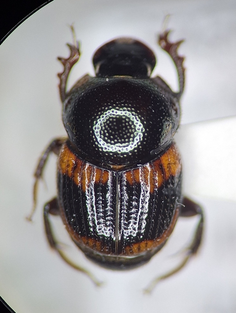 Onthophagus deliensis