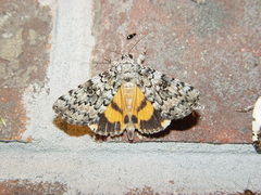 Catocala connubialis