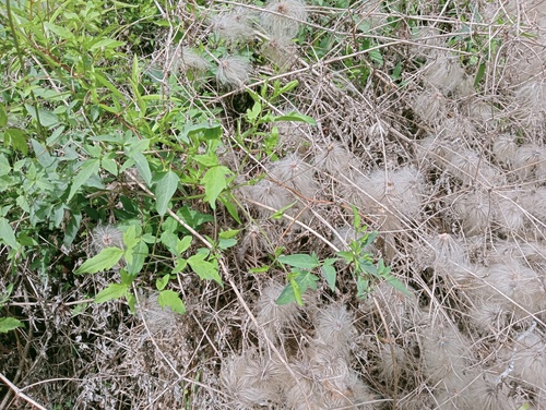 Golden Clematis (Clematis tangutica)