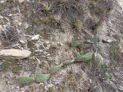 Tuna Colorada (Opuntia stenopetala)