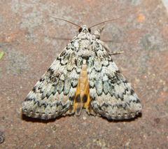 Catocala connubialis