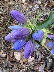 Gentiana saponaria