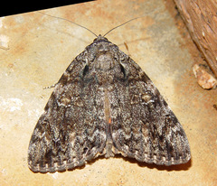 Catocala umbrosa
