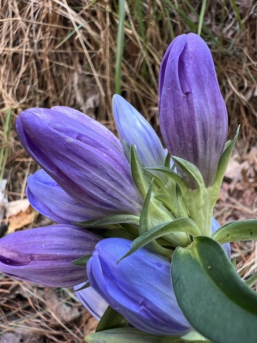 Gentiana saponaria, photograph 5