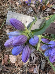 Gentiana saponaria, photograph (c) Anne Parker, some rights reserved (CC BY)