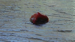 Charidotella rubicunda