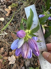 (c) Anne Parker, some rights reserved (CC BY) Gentiana saponaria, photograph (c) Anne Parker, some rights reserved (CC BY)
