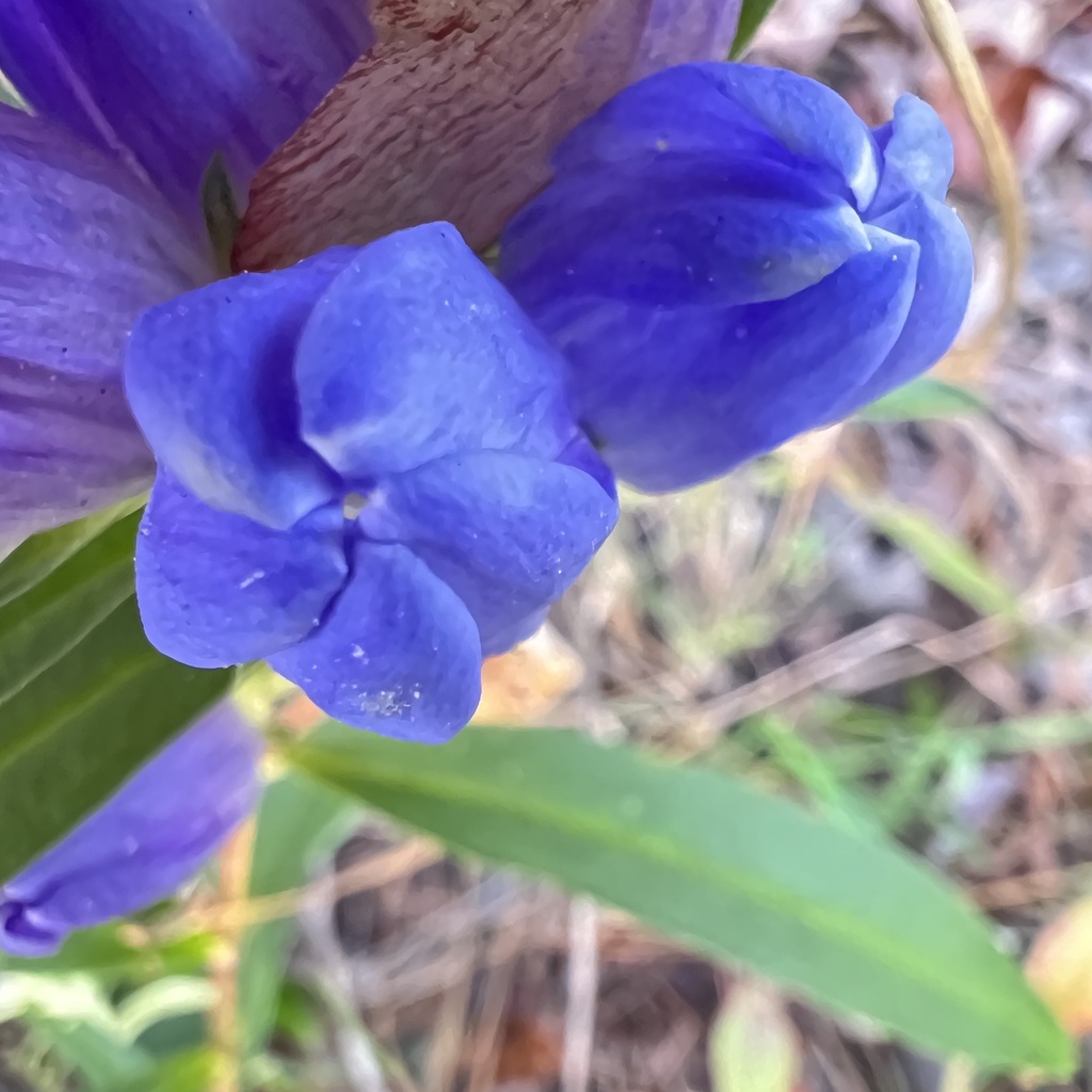 Gentiana saponaria; photograph (c) Anne Parker, some rights reserved (CC BY)