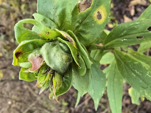 Unknown species found near Luttrell, TN 37779, USA