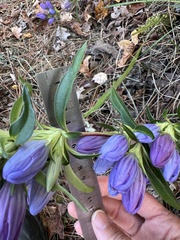 (c) Anne Parker, some rights reserved (CC BY) Gentiana saponaria, photograph (c) Anne Parker, some rights reserved (CC BY)