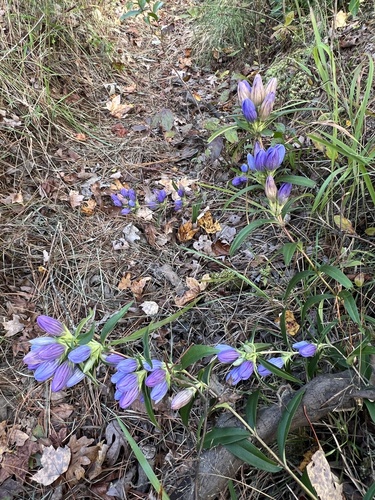 Gentiana saponaria, photograph 2