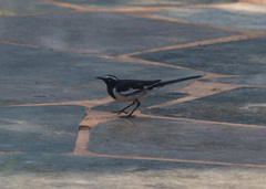 Motacilla maderaspatensis