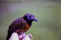 Phaenostictus mcleannani