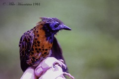 Phaenostictus mcleannani