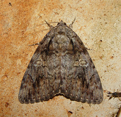 Catocala umbrosa