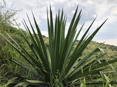 Furcraea andina