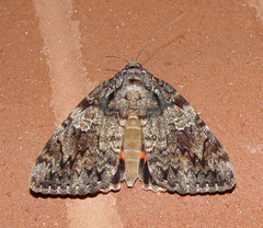 Catocala umbrosa