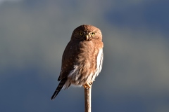 Glaucidium gnoma swarthi