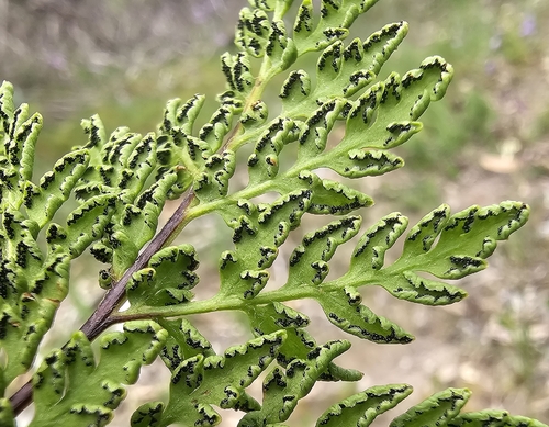 Rock Fern