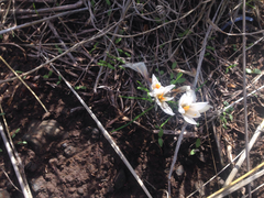 Crocus aleppicus