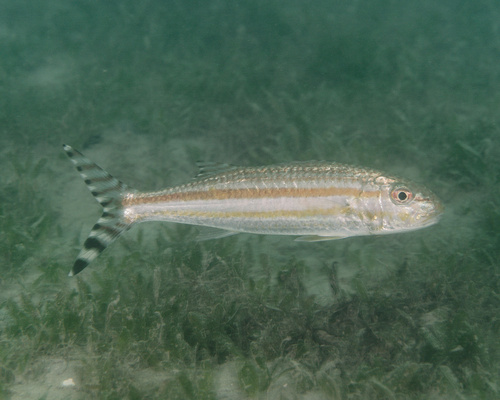 Bandtail goatfish (Upeneus taeniopterus) — Mullidae