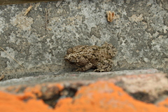 Rhinella beebei